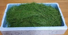 天然赤松の葉 400g 　松葉茶、松葉ジュースなどに