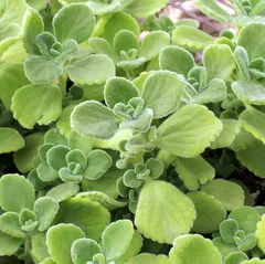 【在庫処分】アロマティカス【品種で選べるハーブ苗】【ハーブ苗9cmポット/3個セット】【通年植付け可能】