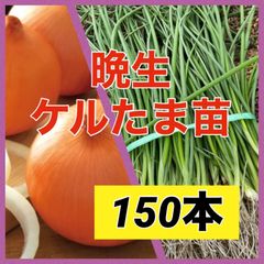 苗の専門店‼️晩生ケルタマ150本‼️玉ねぎ苗