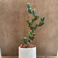柱サボテン　竜神木　ブランチ仕立て　鉢付き　現品　 Myrtillocactus geometrizans  サボテン科　セレウス属　観葉植物 観葉 植物  多肉植物 多肉 カクタス サボテン インテリア プレゼント ミニ 小さい おうち時間
