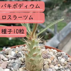 ロスラーツム マンドリツァラ 種子 5粒 ロスラーツム マンドリツァラ 種子 5粒
