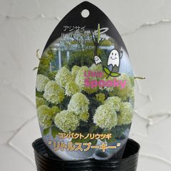 【シュラブ】ノリウツギ・リトルスプーキー　3号ラベル苗