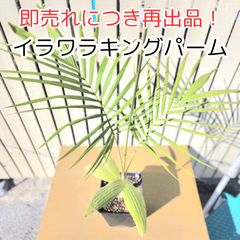 【希少につき即売れ御免！】【鉢ごと発送】イラワラキングパーム　 Archontophoenix cunninghamiana 'Illawarra'🌴(ユスラヤシ) 2025.2.7Ac1