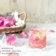 ✨✨✨ブーゲンビレア【SPブーゲンビリア　◎キャンドル系】検/花/筏葛 ✨✨✨ブーゲンビレア【SPブーゲンビリア ◎キャンドル系】検/花