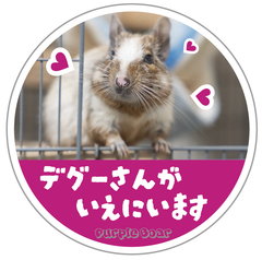 送料無料　Degu　デグー「デグーさんがいえにいます　ステッカー」（約６０ｍｍ×約６０ｍｍ）