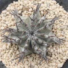 白衣ホリダ ユーフォルビア 2号ポット トウダイクサ科 多肉植物 根付苗 多肉永遠