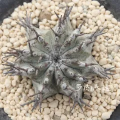 白衣ホリダ ユーフォルビア 2号ポット トウダイクサ科 多肉植物 根付苗 多肉永遠