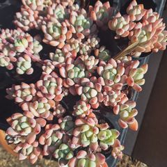 ☆氷の花☆群生　多肉植物