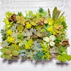 多肉植物セダム　お試し盛り合わせセット【育成説明書】