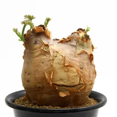 2025年最新】キフォステンマ マクロプスの人気アイテム - メルカリ