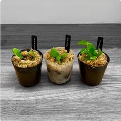 【ワイルド系】|メラメラ等ビカクシダ3種 | 子株セット