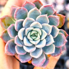 専用　パープルリナ錦&エルメス錦　抜き苗 単品