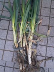 鳥取県産直夏白ネギ3.5～8.0kg微生物特別栽培品泥付き根付き