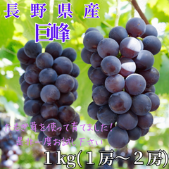巨峰 長野県 種無し 1Kg