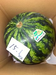 全国対応追加送料無し　長野県産特大黄色すいか《クリームすいか15.1kg》現品販売