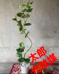 光触媒 人工観葉植物 ウォールグリーン フェイクグリーン シーグレープ