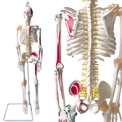 2025年最新】脊柱模型の人気アイテム - メルカリ