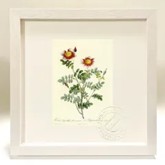 ルドゥーテ　バラ　ボタニカルアート　植物画　額　アートパネル　ミニ ルドゥーテ バラ ボタニカルアート 植物画 額 アートパネル ミニ