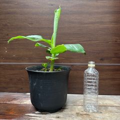 【現品】① ドワーフモンキーバナナ 7号 子株付き ①