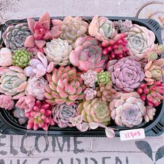 多肉植物 寄せ植えset♡11303