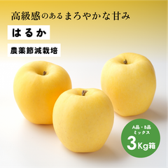高級感のあるまろやかな甘み 11月収穫 幻のリンゴ 「はるか3キロ箱A品B品」長野県産 安曇野 信州産 幻