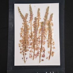 1シート 12個 押し草 押し花 花材 封入素材 ドライフラワー レジン レジン材料 レジン素材 自然素材 OS-00029