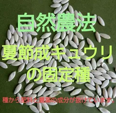 自然農法　夏節成キュウリの固定種１０粒