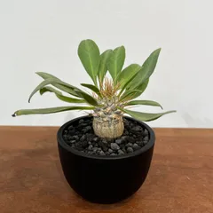 【希少】パキポディウムナマクアナム 光堂 塊根植物 多肉 コーデックス isla del pescado - Pachypodium namaquanum-光堂