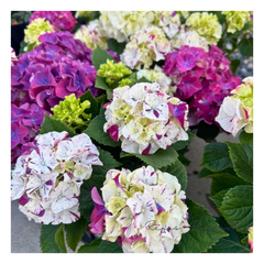 【ラッピング有り】アジサイ：寿（パープル）（４号鉢）新品種　３色咲きアジサイ　希少　紫陽花　ハイドランジア　母の日　ギフト　鉢花