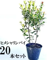 【20本セット】ヒメシャリンバイ樹高0.4m前後15cmポット