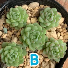 クランベリー【B】カット苗  5カット ＊ 多肉植物  エケベリア  寄せ植え