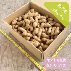 ゆで落花生用 おおまさり 約2kg 栽培期間中農薬不使用　塩茹で生ピーナッツ
