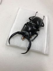 ミャンマー産ウエストウッディオオシカクワガタ♂57ミリ
