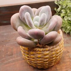 MA104	プラクテオスム	【イータニク】多肉植物　韓国苗　第四種郵便発送