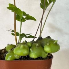レカノプテリス　セレビカ　アリノスシダ