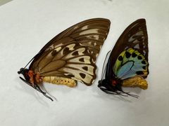 蝶の標本★マライタ島産アオメガネペアNo.3