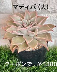 マディバ（大）多肉植物 多肉  人気 大苗