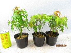 [讃岐屋緑兵衛] 紅葉 寄植 3点組 (6652)全高：20~24㎝※宅配便発送