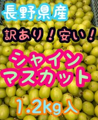 加工用シャインマスカット1.2kg入　クール便送料無料！　数量限定🙏　ぶどう　シャインマスカット　長野県産