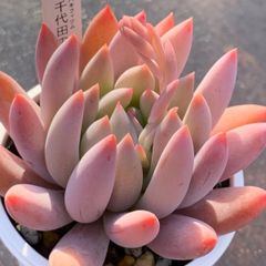 レア品種！★千代田の松 多肉植物（抜き苗・速達付）自家栽培 国産