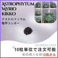 【種子】アストロフィツム 亀甲ランポー /セット割有 数量10粒から購入可