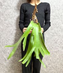 ▽P.willinckii Wild East Java▽ 89 ウィリンキー　ワイルド　ジャワ【PLANET】ビカクシダ