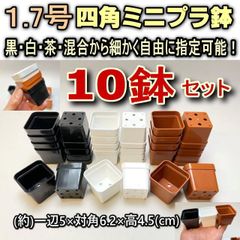 #平日＊日中注文即日発送-1.7号鉢四角(スクエア・角1.7号)ミニプラ鉢-黒・白・茶・混合から10鉢セット＊多肉植物・塊根植物コーデックス・アガベ・サボテン・盆栽・観葉・ハオルチア・アデニウム・パキポディウム・実生＠フラワーショップ江口