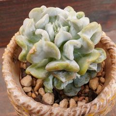 JU003	ハートエンジェル	【イータニク】多肉植物　韓国苗　第四種郵便発送