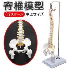 【人体模型セット】手・脊椎・骨盤　整形外科医学手術（※単品購入可♪ご相談下さい） 515qRmmuZDL._UF894,1000_QL80_.jpg