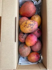訳あり　ミニマンゴー　8,5kg クール便 Amazon.co.jp: ミニマンゴー 訳あり 1キロ 沖縄県産 : 食品