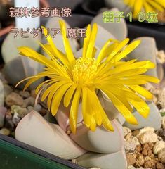 種子１０粒 ラピダリア 魔玉 一属一種 多肉植物 ビザールプランツ 珍奇植物 Lapidaria margaretae