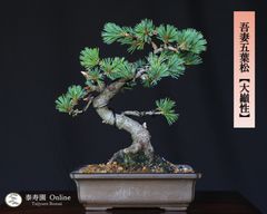 皐月盆栽 八咫の采（やたのさい）】太幹・古木・将来有望な素材木
