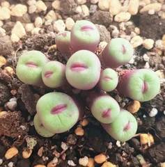2025年最新】conophytum pageaeの人気アイテム - メルカリ