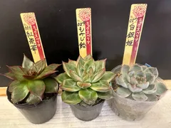ハ*キ様 おらいさん　札付き　ミックスベリア　4種類セット ⑤おらいさん苗ミックスベリア図鑑完全版 2024年コンプリート
